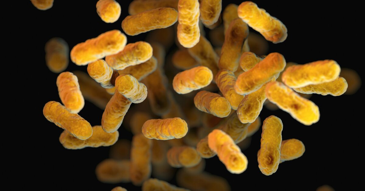 Akkermansia muciniphila e probióticos de precisão