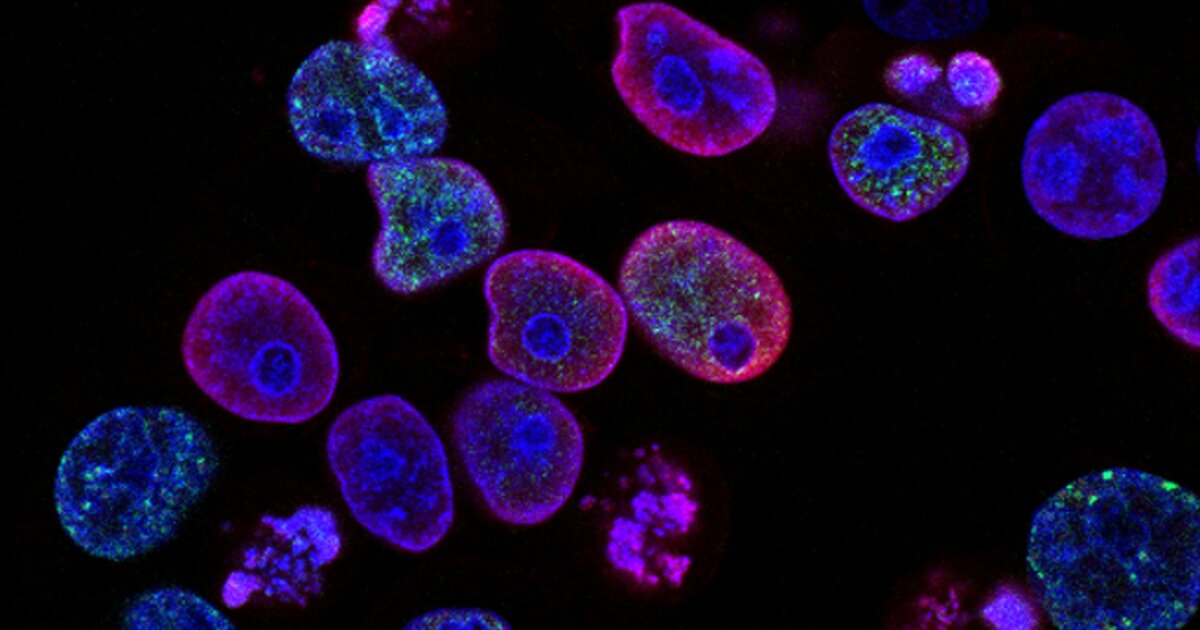 Pesquisa científica em laboratório — mitochondrial uncouplers, próxima fronteira pós-Ozempic